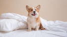 A corgi is seen in this undated stock image. (Shutterstock)