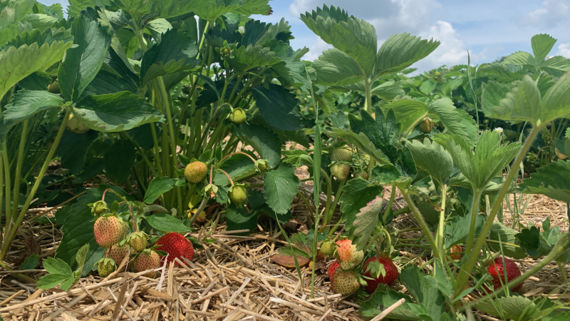 Strawberries growing at the Herrle’s farm in St. Agatha, Ont. (Krista Simpson/CTV Kitchener)
