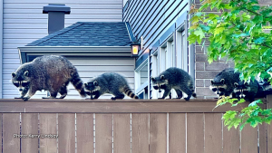Super cute family of raccoons spotted on an early morning walk in Stittsville. (Karley Lindsay/CTV Viewer)
