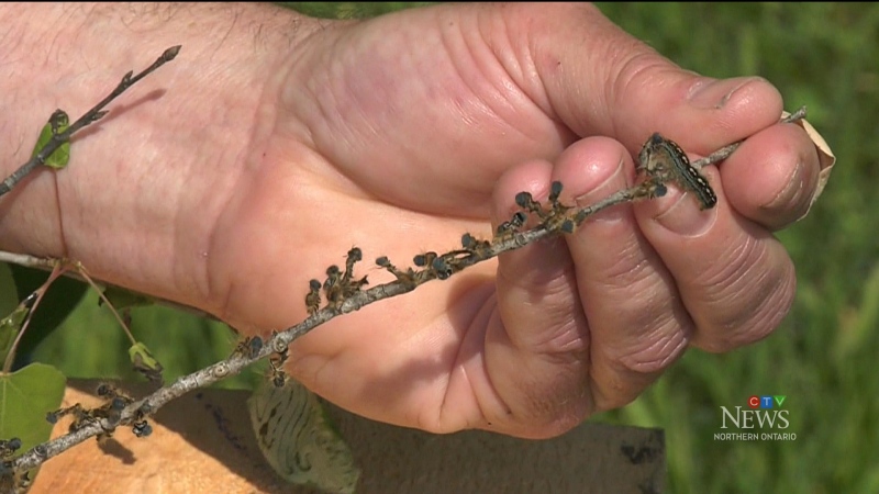 Tent caterpillars are back in northern Ont.