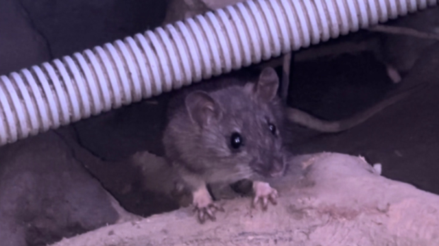 A rat seen in Uptown Waterloo. (Source: Maddie Kelly)
