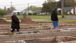 The North Sydney Food Bank community garden is pictured. (Source: Darryl Reeves/CTV News Atlantic)