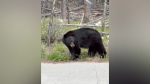A black bear was caught on video feeding on some vegetation near the Saskatchewan Crossing Resort. (Supplied/The Crossing Resort)