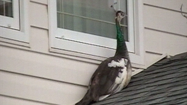 The peahen is seen here sitting on top of a neighbour's roof before it was captured Sunday. 