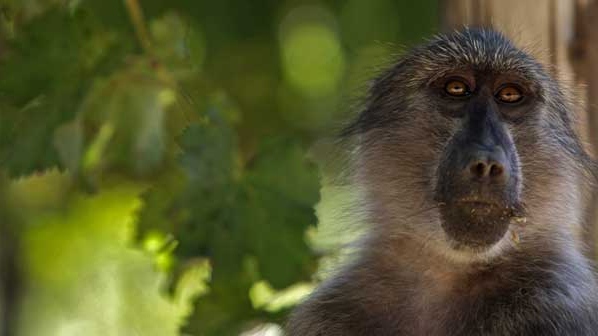 In this photo taken Friday, March 19, 2010, a Baboon looks for grapes at a vineyard on the Constantia Uitsig wine estate situated on the outskirts of Cape Town, South Africa. (AP / Schalk van Zuydam)