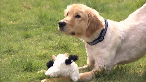 Trooper, the young golden retriever found close to death last month in Maple Ridge, B.C., has gained eight kilograms under foster care � and is thriving. March 24, 2010. (CTV)