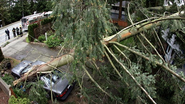 Firefighters wait for B.C. Hydro crews to arrive after high winds toppled a tree and sent it crashing into a car and house in Delta, B.C., on Friday April 2, 2010. (THE CANADIAN PRESS/Darryl Dyck)