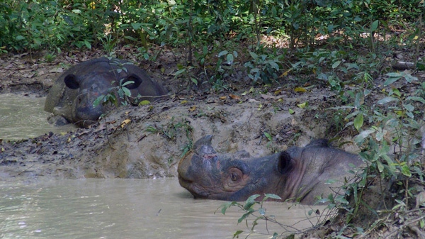 In this undated photo released by the Indonesian Rhino Foundation locally known as Yayasan Badak Indonesia or YABI and the International Rhino Foundation (IRF), male Sumatran rhino Andalas, right, wallows in a mud pool with his mate Ratu at Way Kambas Rhino Reservation in Lampung, Indonesia. (Indonesian Rhino Foundation / International Rhino Foundation)
