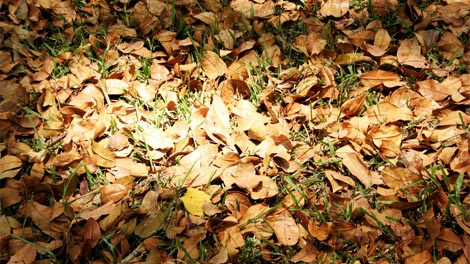 Leaves and yard waste.  [Karla Vidal / SXC.hu]