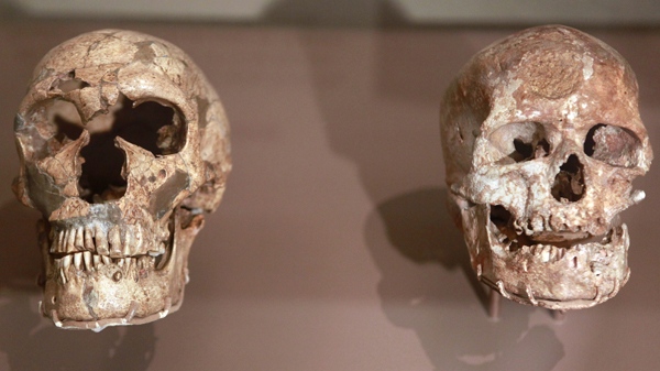 Fossil skulls of La Ferrassie Neanderthal, left, and Cro-Magnon, that are on a three-month loan from the Musee de l'Homme in France, are seen in the David H. Koch Hall of Human Origins exhibit is seen at the Smithsonian's National Museum of Natural History in Washington, on Wednesday, March 17, 2010. (AP / Jacquelyn Martin)