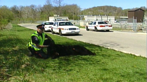 London police are seen with the black bear after it was shot, Tuesday, April 27, 2010.