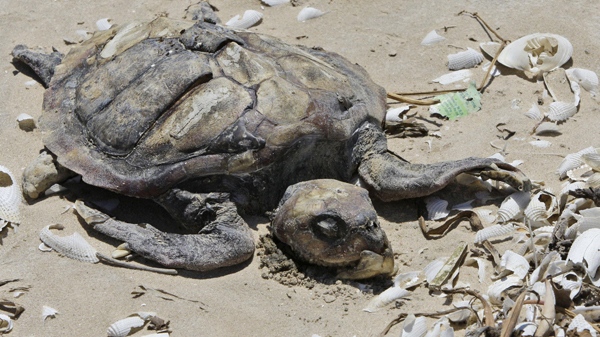 A decomposing Kemp's ridley turtle lies amid broken shells and debris Monday, April 26, 2010 on the Bolivar Peninsula, Texas. (AP / Pat Sullivan)