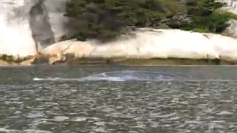 A grey whale is seen feeding in the mouth of the Squamish River in this image from a YouTube video. May 3, 2010.