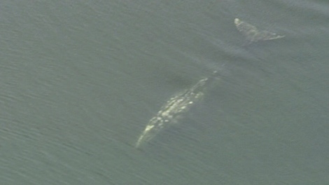A gray whale swims in the east end of False Creek near Science World. May 5, 2010. (CTV/Chopper 9)
