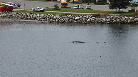 A gray whale enters False Creek near the Burrard Street Bridge. May 5, 2010. (Gord Weisflock)