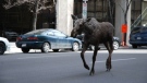 Moose on 9 Avenue