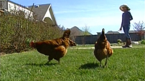 A group in Ottawa wants the city to allow them to raise chickens in backyards.