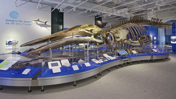 A 19-metre blue whale skeleton steals the show in the Canadian Museum of Nature�s new RBC Blue Water Gallery in Ottawa. (Canadian Museum of Nature)
