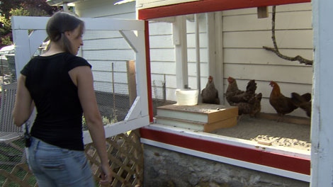 Backyard chicken keeper Julia Smith says keeping chickens has brought her closer to her neighbours -- as well as providing fresh eggs for her family. (CTV)