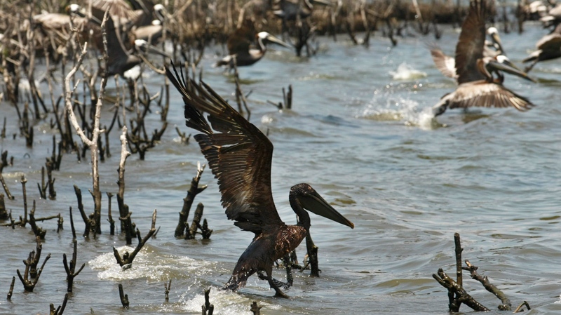 An oil soaked pelican takes flight after Louisiana Fish and Wildlife employees tried to corral him on an island in Barataria Bay just inside the the coast of Louisiana, Sunday, May 23, 2010. (AP / Gerald Herbert)