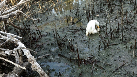 A young heron sits dying amidst oil splattering underneath mangrove on an island impacted by oil from the Deepwater Horizon oil spill in Barataria Bay, just inside the the coast of Louisiana, Sunday, May 23, 2010. (AP / Gerald Herbert)