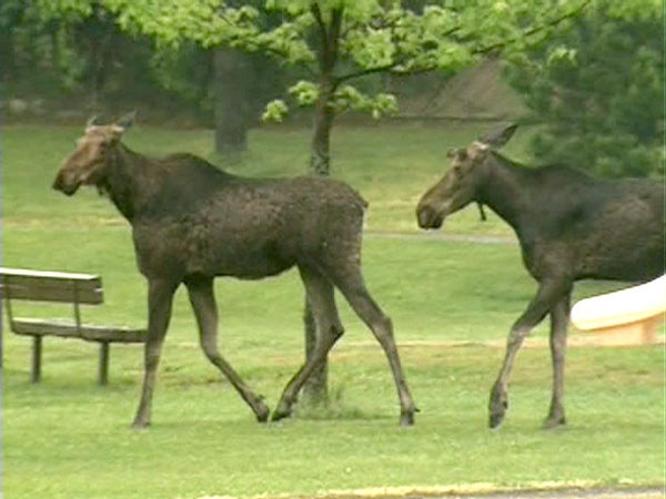 Two moose are on the loose at a school in Orleans, Tuesday, June 1, 2010.