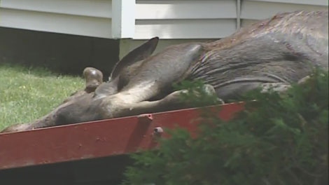 Ottawa police shot and killed this moose after it started acting erratically and jumped a fence into the backyard of a home in Orleans, Tuesday, June 1, 2010.