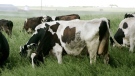 Cows are shown grazing on an organic dairy farm in Jordan, Minn., in a May 31, 2006 file photo. (AP / Jim Mone)