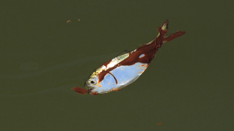 A small oil-covered fish lies on the water's surface at Bay Long off the coast of Louisiana Sunday, June 6, 2010. Oil from the Deepwater Horizon spill continued to move inland along several gulf states. (AP Photo/Charlie Riedel)
