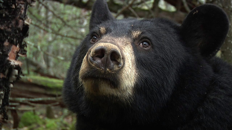 This undated photo provided by the North American Bear Center shows a black bear named Lily outside of Ely, Minn. (Sue Mansfield, North American Bear Cente / THE CANADIAN PRESS/AP)