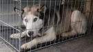 A husky is shown inside a crate in Saint-Barnabe-Sud, northeast of Montreal, Monday, June 7, 2010. (THE CANADIAN PRESS / Montreal La Presse-Andre Pichette)
