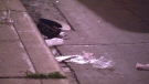 The victim's hat lies at the side of the road following the fatal stabbing in the Bathurst and St. Clair area, late Saturday, June 12, 2010.