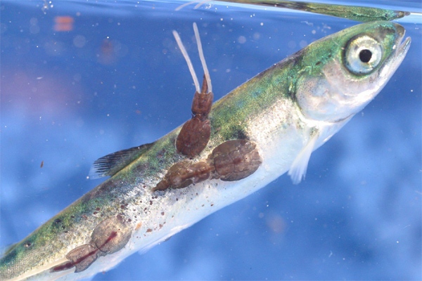 A young pink salmon with a sea lice infestation is shown in this handout photo. (Alexandra Morton / THE CANADIAN PRESS)