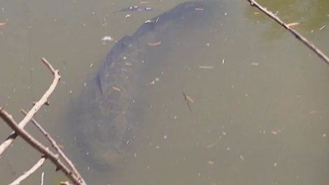 The hunt continues for the elusive snakehead fish spotted in Burnaby, B.C. May 27, 2012. (CTV)