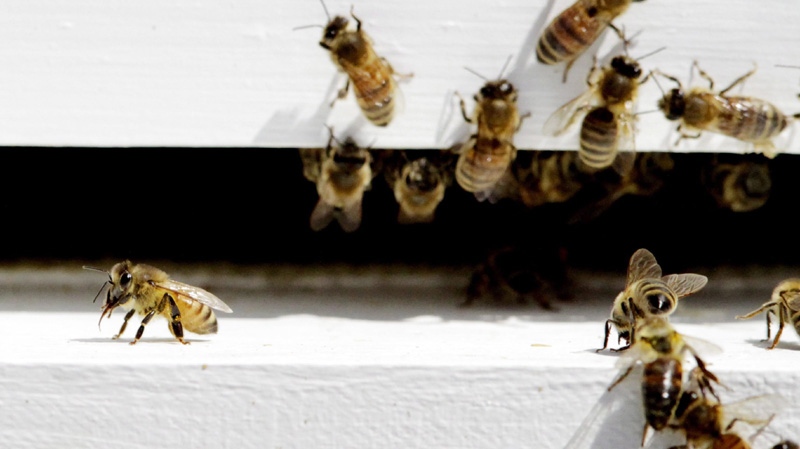 Bees come and go from a bee hive in West Bath, Maine on Monday, April 30, 2012. 