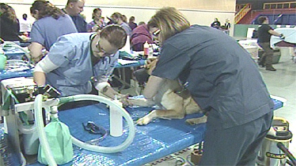 Vets, technicians and volunteers spayed, neutered and gave shots to 400 cats and dogs from SikSika Nation on the weekend.