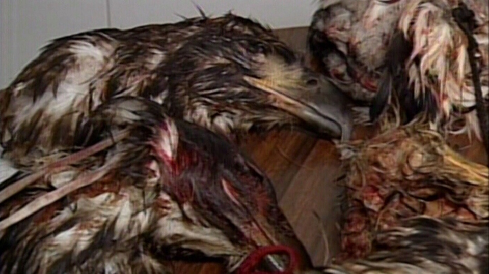 Dead eagles found in North Vancouver are shown in this 2005 file image. (CTV)