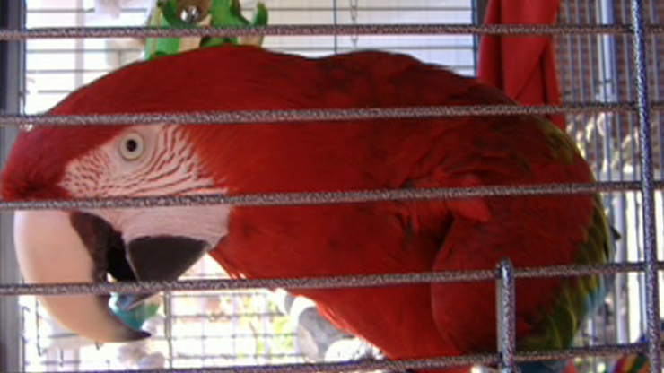 Paulie green winged macaw exotic bird
