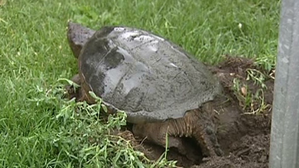 CTV Ottawa: Snapping turtle lays eggs in Lowertown