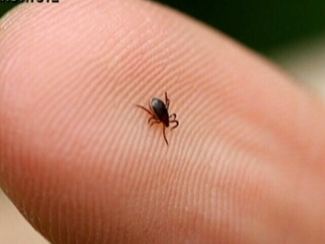 Ticks carrying Lyme disease spreading across Canadian landscape