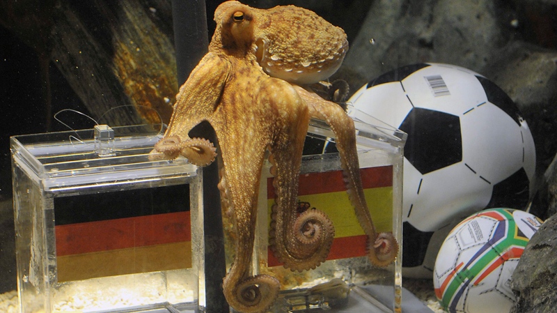 Octopus Paul fixes the spanish box during his oracel for the semifinal match at the World Cup in South Africa between Germany and Spain in the SeaLife Aquarium in Oberhausen, Germany, Tuesday, July 6, 2010.  (AP / Mark Keppler)