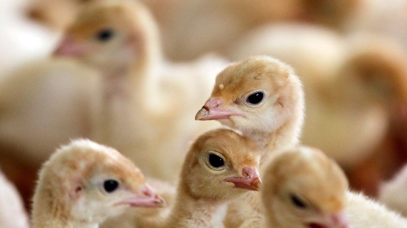 Poultry avian flu