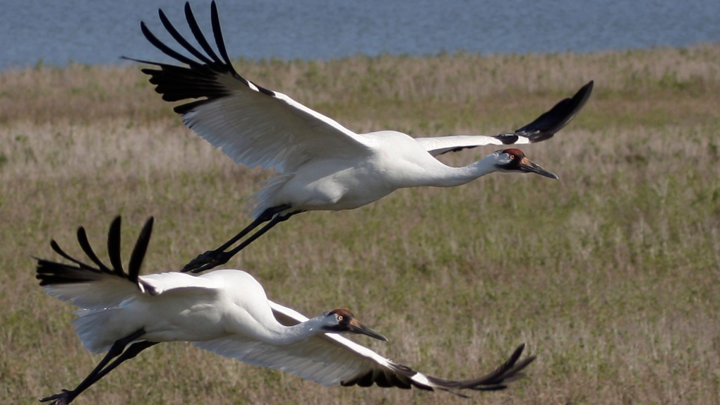 Whooping cranes fly over Texas