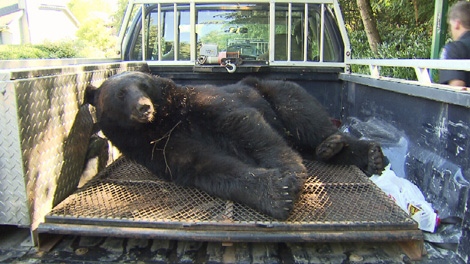 Conservation officers picked up two bears on the North Shore on Sunday, July 11, 2010. (CTV)