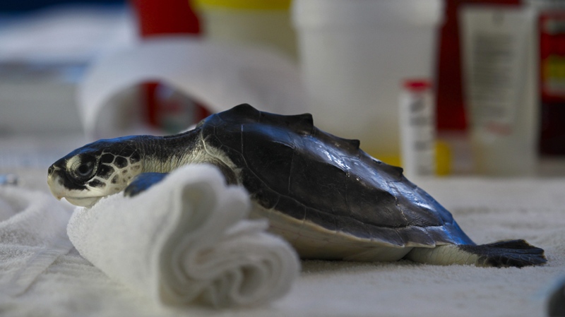 A baby Kemp's Ridley sea turtle, an endangered species, is seen resting his head on a towel as he awaits veterinary care, after being rescued from oil from the Deepwater Horizon oil spill, at the Audubon Center For The Research of Endangered Species, in New Orleans, La., Friday, July 9, 2010. (AP Photo/Gerald Herbert)