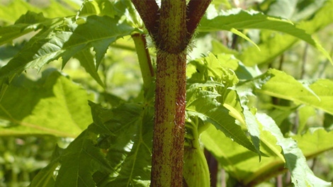 Giant Hogweed plants have reddish-purple spots on their stems.