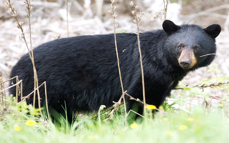 A black bear roams the forest near Timmins, Ont., on Sunday, May 27, 2012. (Nathan Denette / THE CANADIAN PRESS)