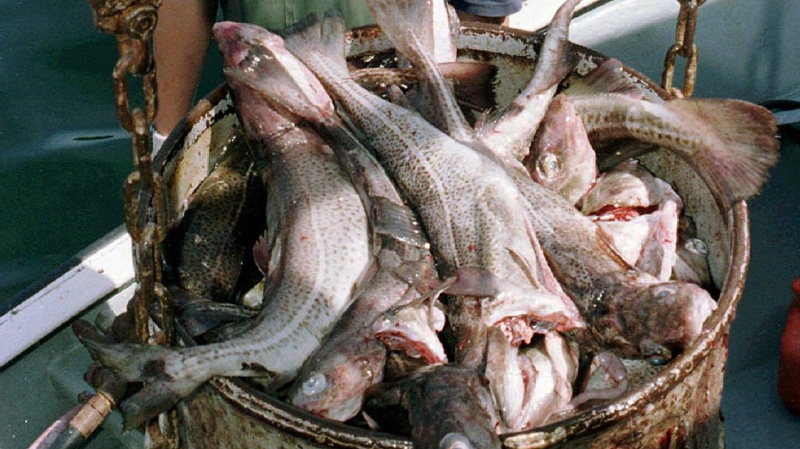 A haul of cod