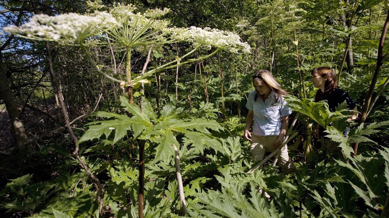 Conservation Lands Planner Victoria Maines, left, and Natural Heritage Ecologist Charlotte Cox walk through a patch of giant hogweed in Terra Cotta, Ont. on Monday, July 20, 2009. (Darren Calabrese / THE CANADIAN PRESS)  