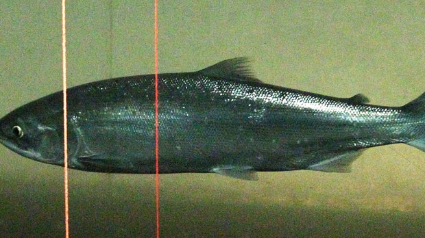 Sockeye salmon may have virus